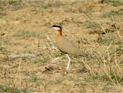 Indian Courser